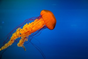 Jellyfish in Northern Califonria's Waters